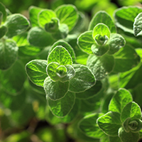 Pure Mediterranean Power