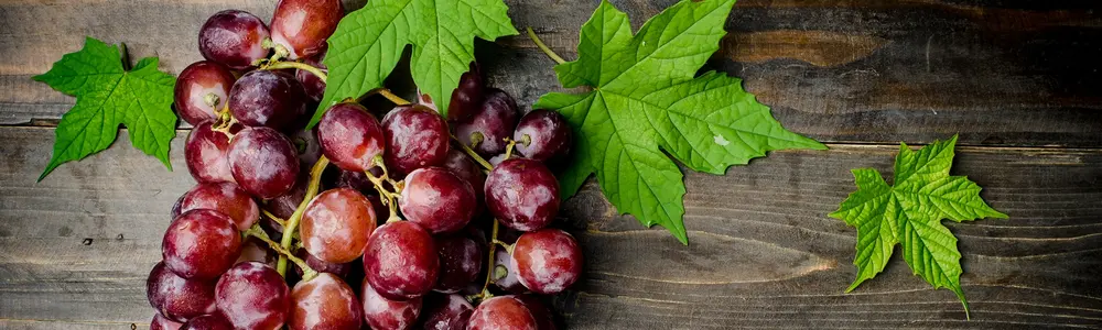 Resveratrol: The Imbibed Antioxydant